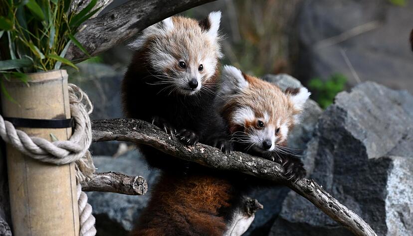 Der Nachwuchs erkundete erstmals sein Gehege.