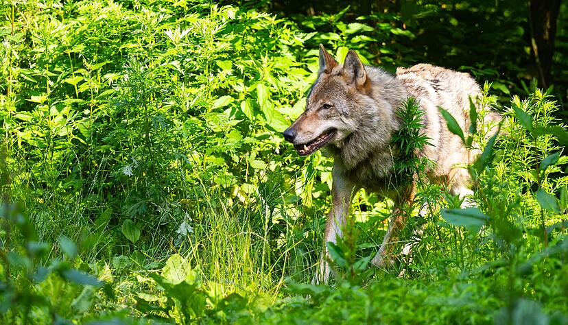 F&uuml;r die Risse von zwei Hirschk&uuml;hen in Oppenau soll ein Wolf verantwortlich sein.(Archiv)