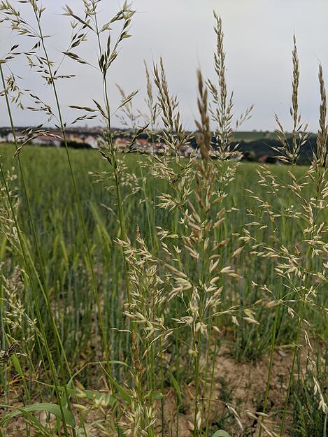 Pilgerweg zwischen Weißbach und Crispenhofen Pilgerweg zwischen Weißbach und Crispenhofen