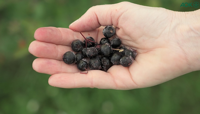 Wegen ihres bitteren Geschmacks wird die Aronia-Beere oft zu Aufstrich verarbeitet. Wegen ihres bitteren Geschmacks wird die Aronia-Beere oft zu Aufstrich verarbeitet.