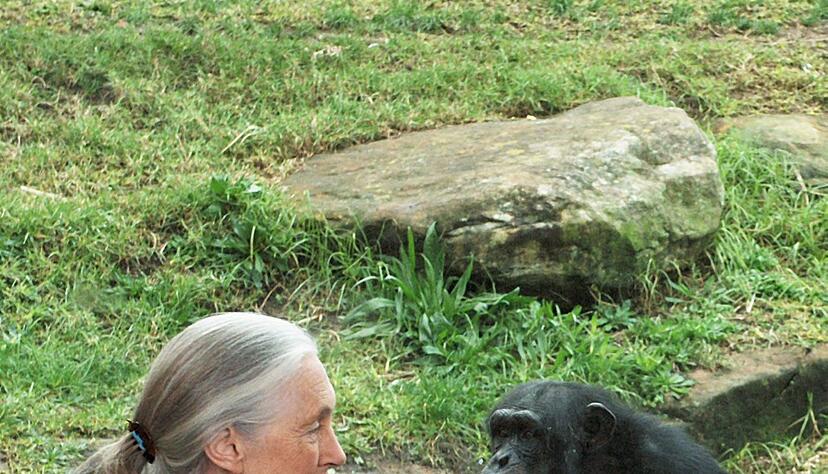 Die britische Ethnologin Jane Goodall traf sich mit Schimpansen im Taronga Zoo. (Archivbild) Die britische Ethnologin Jane Goodall traf sich mit Schimpansen im Taronga Zoo. (Archivbild)