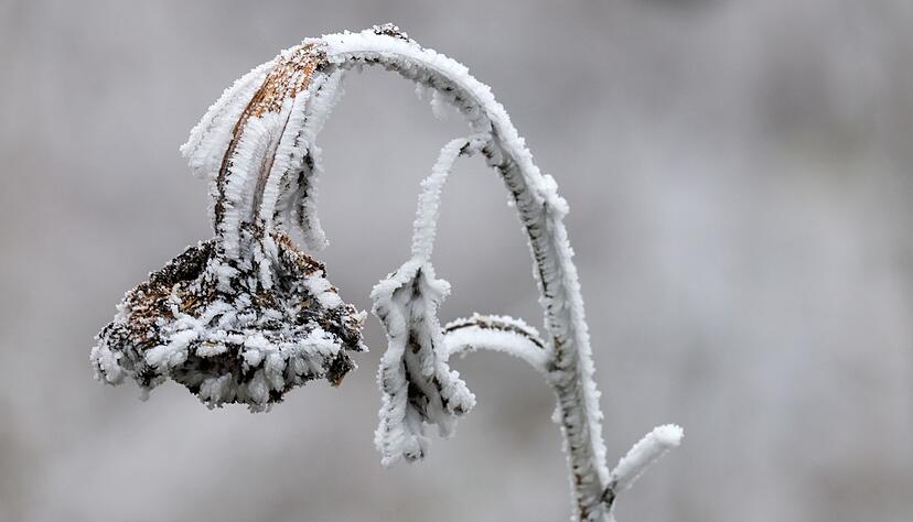 Der erste Advent zeigt sich in Baden-Württemberg vielerorts mit Frost. Der erste Advent zeigt sich in Baden-Württemberg vielerorts mit Frost.