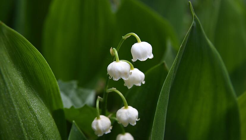 Die Bl&auml;tter des Maigl&ouml;ckchens &auml;hneln denen des B&auml;rlauchs. Allerdings bevorzugen Maigl&ouml;ckchen sonnigere Standorte als B&auml;rlauch.