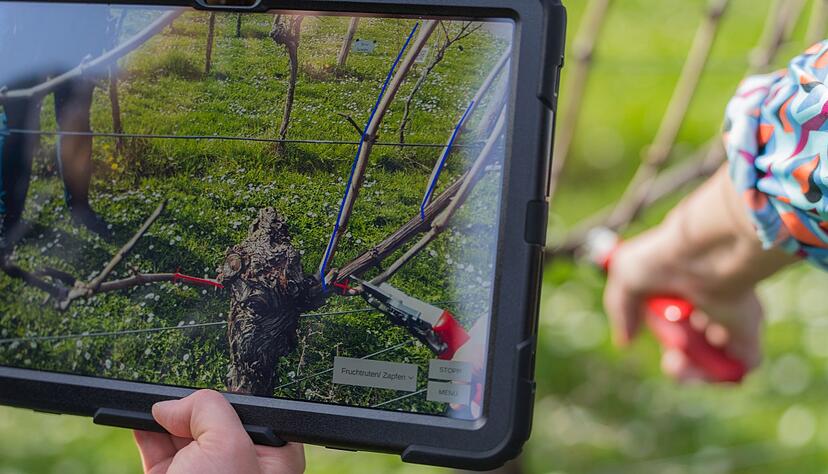 Das Display eines Tablets zeigt die Punkte, an dem die Rebe beschnitten werden soll.