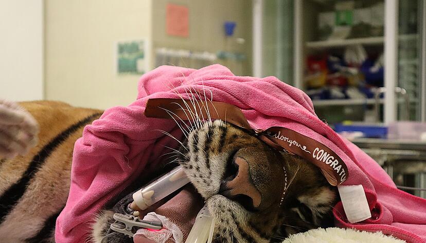 Ein Tiger wird in dem Krankenhaus behandelt.