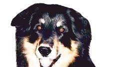 &bdquo;Die Leute müssen derzeit aufpassen, wenn sie ihren Hund vor einem Geschäft anbinden.&ldquo;
          Silke Anders, Tierheim Heilbronn