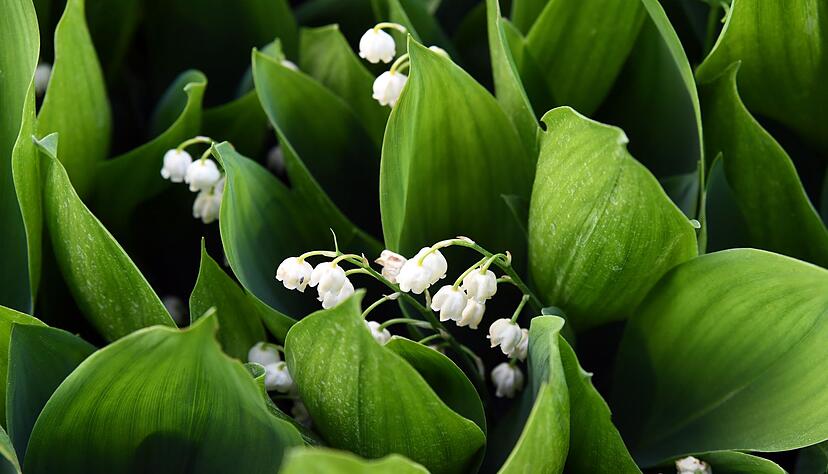 Alle Pflanzenteile des Maigl&ouml;ckchens sind giftig - insbesondere aber die Bl&uuml;ten, Samen und jungen Bl&auml;tter.