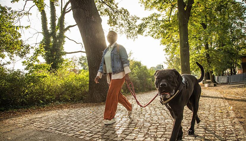 Entspannt an der Leine mitgehen: Das ist keine Frage der Größe, wie dieser Hund zeigt.