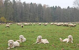 Aufmerksame Herdenschutzhunde bewachen in Brandenburg eine Schafherde. Wölfe trauen sich nicht in den Pferch.
Foto: Reto Bosch