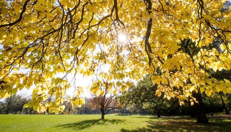 Die Sonne strahlt durch die herbstlich verfärbten Blätter eines Baumes: Bis zur Monatsmitte dominierte warmes, trockenes und sonniges Spätsommerwetter. Die Sonne strahlt durch die herbstlich verfärbten Blätter eines Baumes: Bis zur Monatsmitte dominierte warmes, trockenes und sonniges Spätsommerwetter.