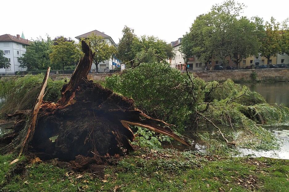 Baum kippt in den Neckar