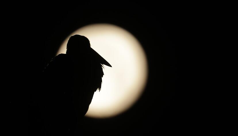 Am Sonntag war Vollmond - sein Licht wird es noch in den n&auml;chsten Tagen erschweren, Perseiden zu entdecken. (Archivbild)
