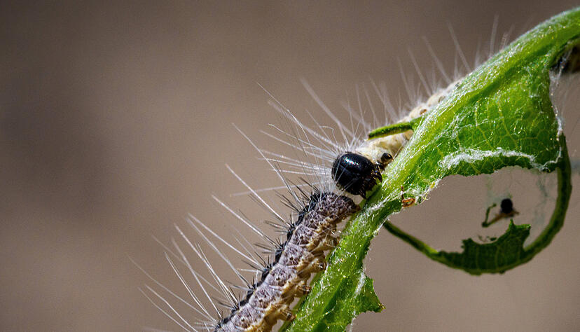 Die Raupen des Eichenprozessionsspinners fressen sich munter durch Blätter und manchen dabei auch vor privaten Gärten nicht Halt. Die Raupen des Eichenprozessionsspinners fressen sich munter durch Blätter und manchen dabei auch vor privaten Gärten nicht Halt.