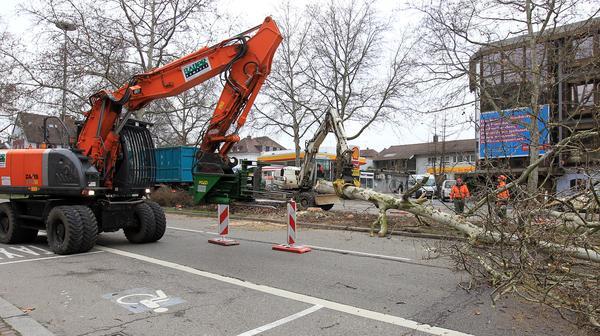 Baumfällung Allee | 28.01.11