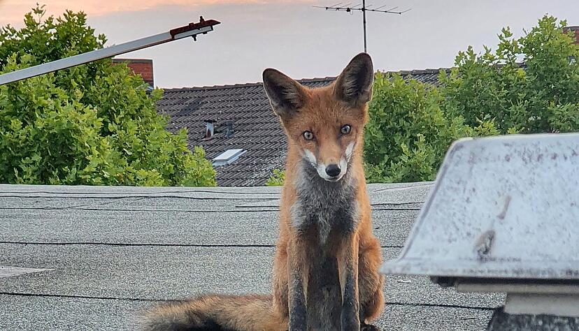 Ein junger Fuchs sitzt auf einem Dach in Charlottenburg. Füchse sind in manchen Großstädten keine Seltenheit.
