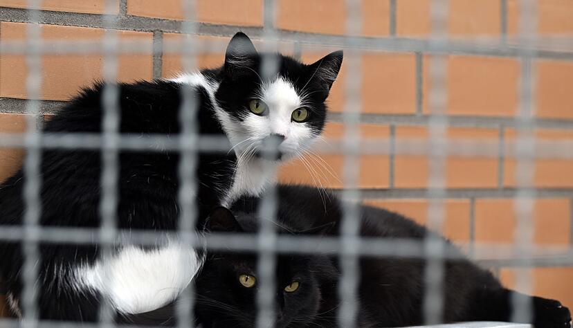 Die Katzenflut bringt Tierheime an den Rand der Erschöpfung.(Archivbild) Die Katzenflut bringt Tierheime an den Rand der Erschöpfung.(Archivbild)