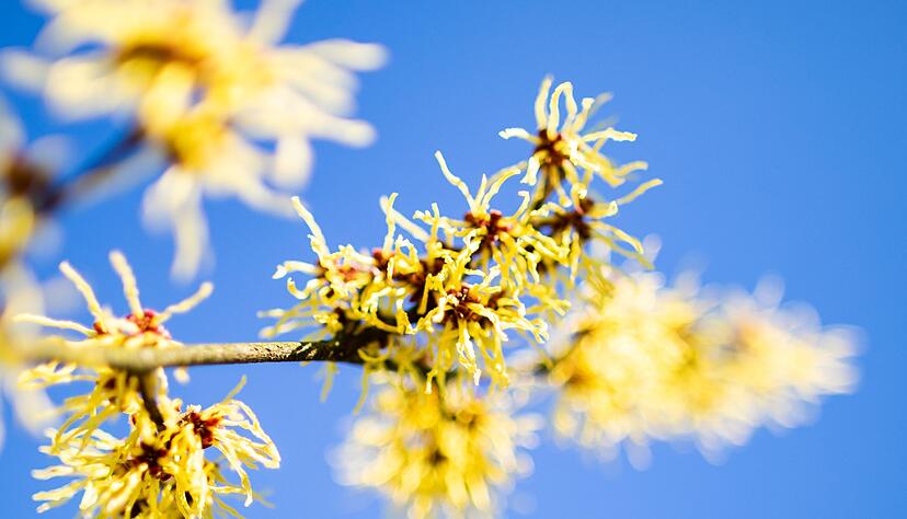 Die Chinesische Zaubernuss (Hamamelis mollis) begeistert schon fr&uuml;h im Jahr mit leuchtend gelben Bl&uuml;ten. Die Bl&uuml;tezeit reicht in Mitteleuropa von Januar bis M&auml;rz.