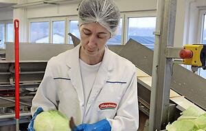 Schnelles Zupacken gefragt: Mit gezielten Schnitten werden die &auml;u&szlig;eren Bl&auml;tter entfernt.