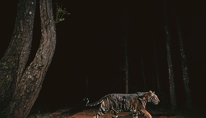 Ein Tiger streift durch den Similipal-Nationalpark in Indien.