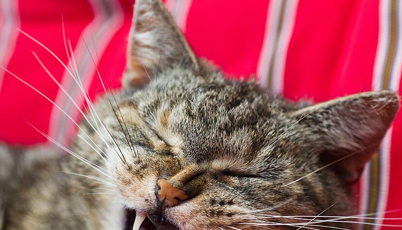 Schauen Sie Ihrer Katze &ouml;fter mal ins Maul: Sind alle Z&auml;hne intakt, ist nichts ger&ouml;tet und riecht es nicht auff&auml;llig? Sonst k&ouml;nnte ein Gang zum Tierarzt n&ouml;tig sein.