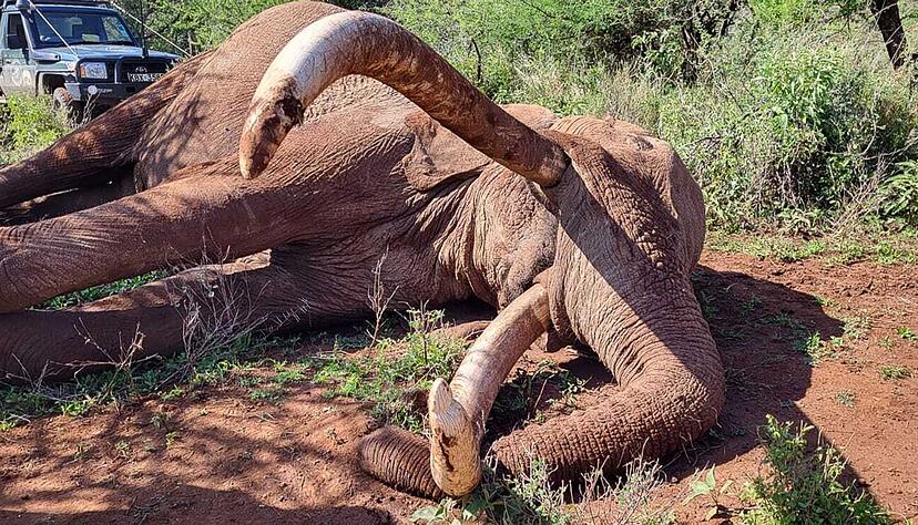 Craig zeugte mehrere K&auml;lber und trug damit zur Weitergabe seltener genetischer Merkmale bei.