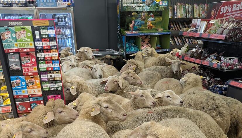 Schafe im Supermarkt - gekauft haben sie nichts.