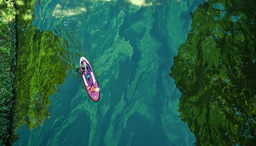 Blaualgen erkennt man an einem gr&uuml;n-bl&auml;ulichen, oft &ouml;ligen Film auf der Wasseroberfl&auml;che. Das Wasser kann tr&uuml;b oder schlammig wirken, manchmal wie eine gr&uuml;ne Suppe. (Archivbild)