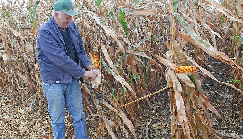 Körnermaisernte: Landwirt Gerhard Benz aus Elsenz prüft Entwicklung und Reifegrad.