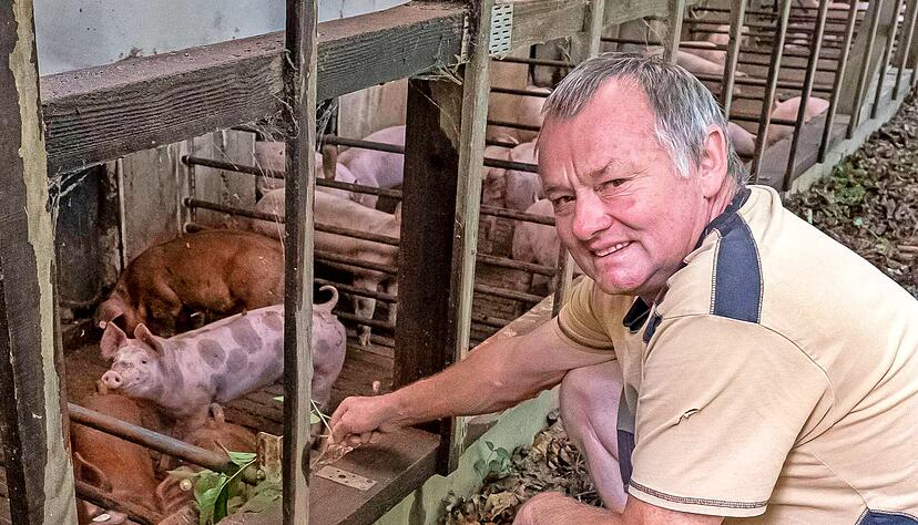In dem Mastschweinestall von Bauer Armin Buchwald in Nordheim leben in jedem Abschnitt acht Schweine. Fotos: Tina Schulze In dem Mastschweinestall von Bauer Armin Buchwald in Nordheim leben in jedem Abschnitt acht Schweine. Fotos: Tina Schulze