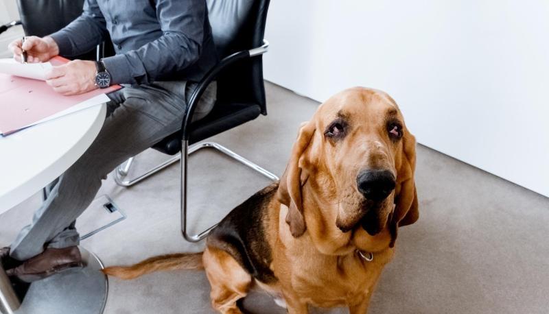 Nicht immer sind sie so brav: Hunde können erhebliche Schäden verursachen - und deshalb sollten ihre Halter gut versichert sein.