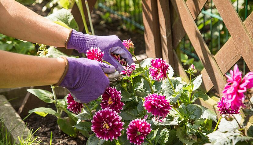 Tipp: Die welken Blüten der Dahlien abschneiden. Das regt die Pflanze an, immer wieder neue Knospen zu bilden. Tipp: Die welken Blüten der Dahlien abschneiden. Das regt die Pflanze an, immer wieder neue Knospen zu bilden.