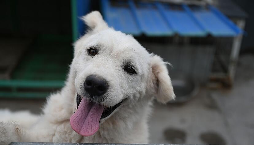 Einige Tiere auf Zhao Xinqis Hof finden auch neue Besitzer im Ausland.