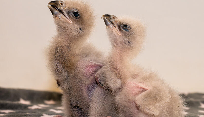 Die Seeadler-Küken der Deutschen Greifenwarte.