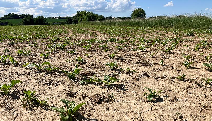 Dieser Zuckerr&uuml;benacker bei Bitzfeld schreit nach Wasser. Trockenheitsrisse tun sich auf.