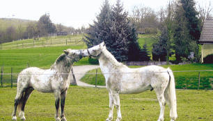 Wenn der Osterhase ein Fahrrad oder einfach Eier bringen soll Wenn der Osterhase ein Fahrrad oder einfach Eier bringen soll