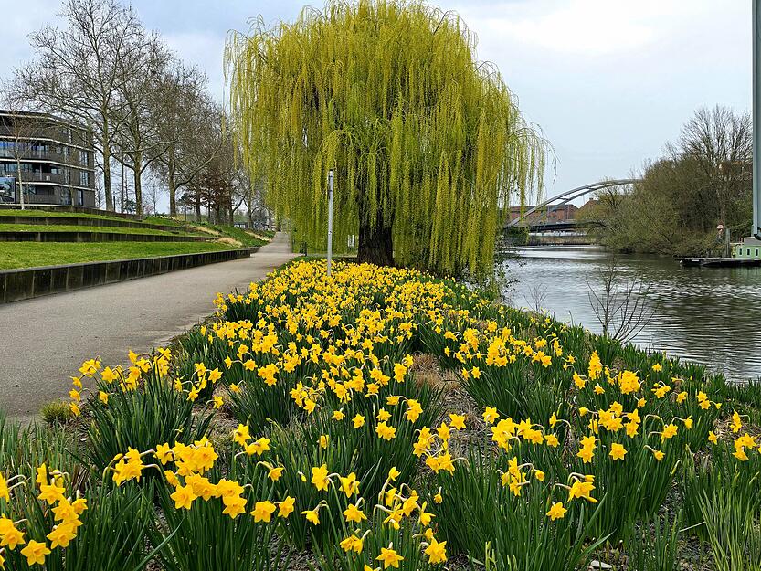 Die Narzissen am Neckarbogen versch&ouml;nern das Ambiente in Heilbronn.