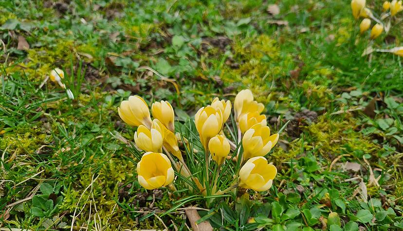 Der Winter in Heilbronn und im Hohenlohekreis war überdurchschnittlich warm. Im Februar gab es teilweise frühlingshafte Temperaturen.