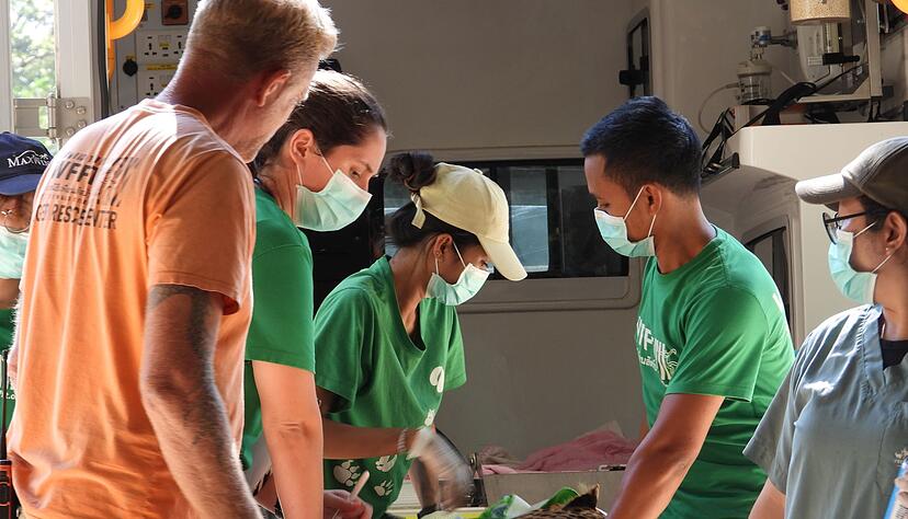 Ein Leopard wird in der Klinik behandelt.