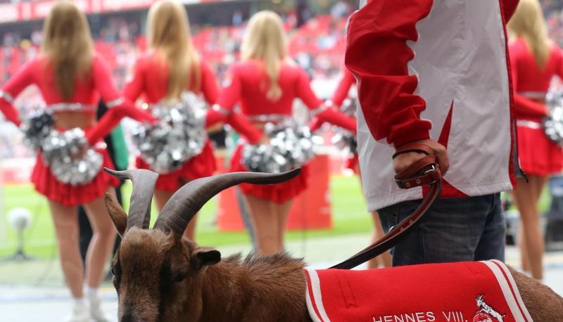 In bereits achter Generation ist bei jedem Heimspiel Geißbock Hennes in Köln dabei. Foto: Roland Weihrauch