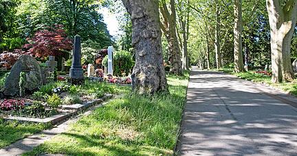 140 Jahre alte Pappeln säumen die Hauptachse des Hauptfriedhofs. Mehr als 1400 Großbäume sorgen für ein gutes Klima. Friedhöfe sind auch Orte für Pflanzen, die nicht überall wachsen.
Fotos: Andreas Veigel 140 Jahre alte Pappeln säumen die Hauptachse des Hauptfriedhofs. Mehr als 1400 Großbäume sorgen für ein gutes Klima. Friedhöfe sind auch Orte für Pflanzen, die nicht überall wachsen.
Fotos: Andreas Veigel