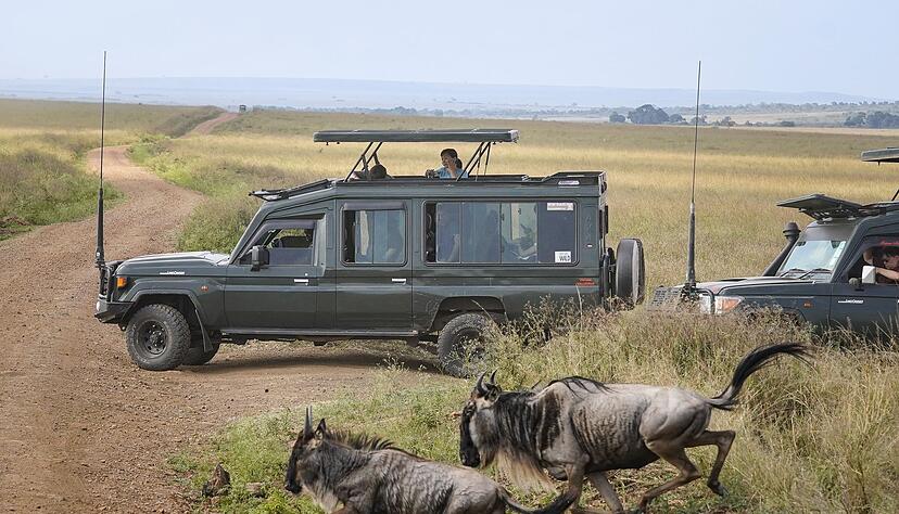 Touristen versammeln sich in der Nähe des Mara-Flusses im Masai Mara Nationalreservat, um die alljährliche Wanderung von rund 1,5 Millionen Gnus zu beobachten. Touristen versammeln sich in der Nähe des Mara-Flusses im Masai Mara Nationalreservat, um die alljährliche Wanderung von rund 1,5 Millionen Gnus zu beobachten.