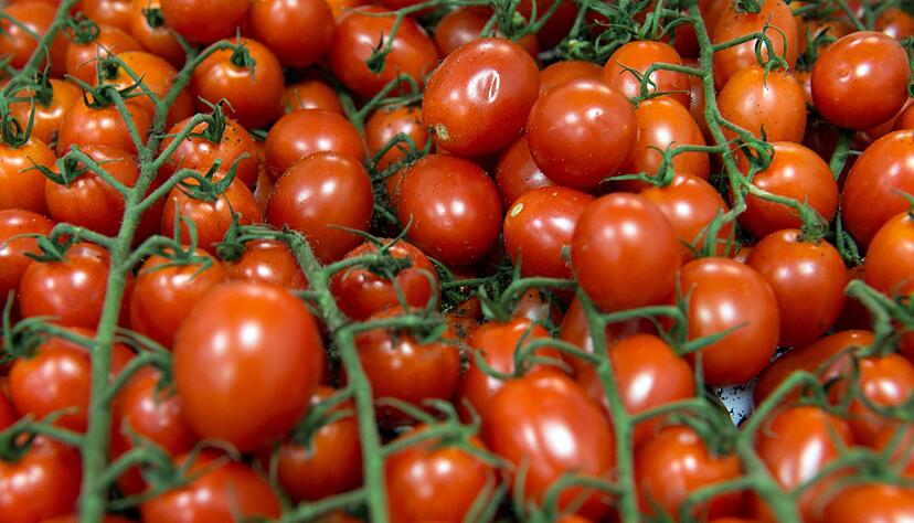 Auch Tomaten sind von Krautf&auml;ule bedroht. (Archivfoto)