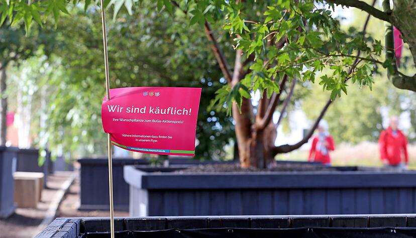 Mancher Besucher würde gerne ein paar Buga-Pflanzen in den heimischen Garten setzen: Kübelpflanzen werden über die Gärtnereien verkauft. Für einen Teil der eingepflanzten Stauden gibt es einen Verkaufstermin im November.
Foto: Ralf Seidel Mancher Besucher würde gerne ein paar Buga-Pflanzen in den heimischen Garten setzen: Kübelpflanzen werden über die Gärtnereien verkauft. Für einen Teil der eingepflanzten Stauden gibt es einen Verkaufstermin im November.
Foto: Ralf Seidel