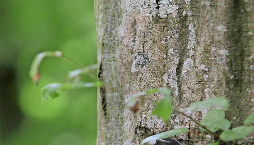 Im Friedwald werden mehrere Urnen unter einem Baum bestattet.Foto: Veigel
