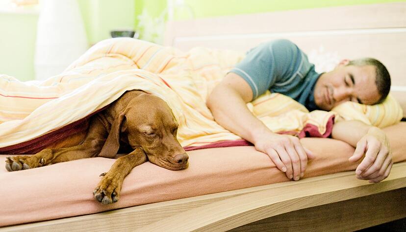Manche Hundehalter lieben es, wenn der Hund mit in ihrem Bett schläft. Wenn man es ihm als Welpe erlaubt hat, ist es schwierig, ihm das später wieder abzugewöhnen, aber machbar.