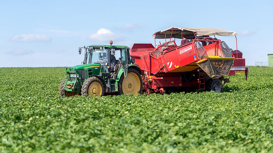 Der gro&szlig;e, rote Kartoffelroder zieht die Gew&auml;chse aus dem Boden, trennt sie von der Erde ...