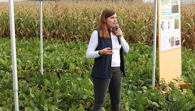 Halbwegs gesunde Zuckerrüben trotz Zikade: Maren Himmel von Südzucker präsentierte vor Ort die Erfolge der Maßnahmen in der sogenannten Modellregion Leintal bei Leingarten. Halbwegs gesunde Zuckerrüben trotz Zikade: Maren Himmel von Südzucker präsentierte vor Ort die Erfolge der Maßnahmen in der sogenannten Modellregion Leintal bei Leingarten.
