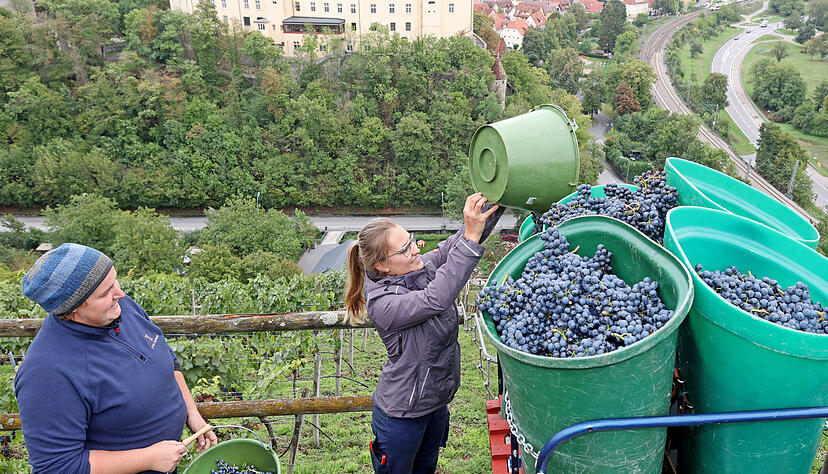 Traubenlese: Erster koscherer Württemberger Wein