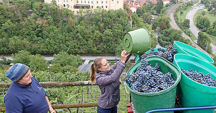 Traubenlese: Erster koscherer Württemberger Wein