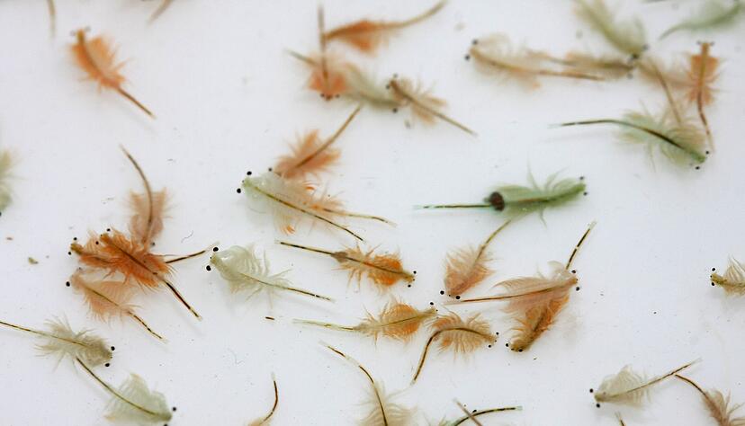 Salzwasser-Feenkrebse &laquo;Artemia franciscana&raquo; werden gerne als Fischfutter genutzt.